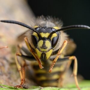 σφηκα vespula vulgaris, σφιγγα, wasp