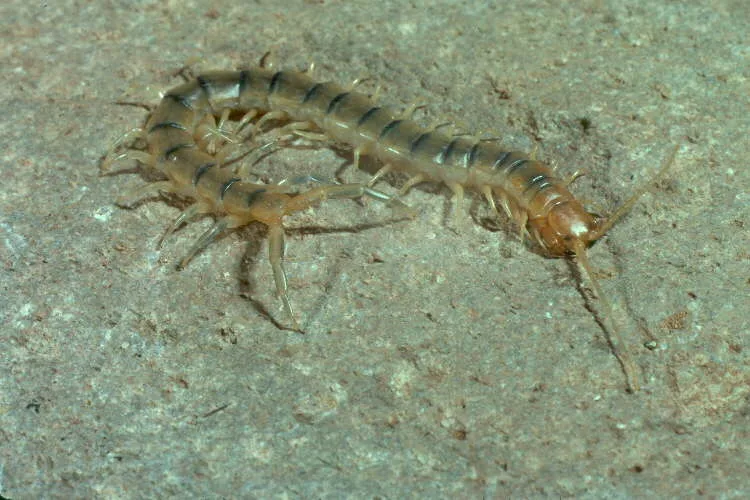 σαρανταποδαρούσα, scolopendra