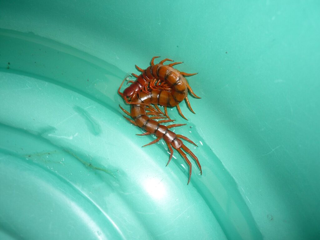 σαρανταποδαρούσα , scolopendra, chilopoda