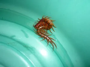 σαρανταποδαρούσα , scolopendra, chilopoda