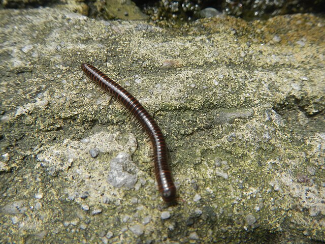 milipede, μαύρα σκουλήκια της υγρασίας, ίουλος