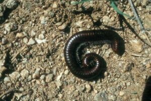 millipede or diplopeda, μυριάποδα, διπλόποδα, μαυρα σκουλήκια της υγρασάις ή ίουλος