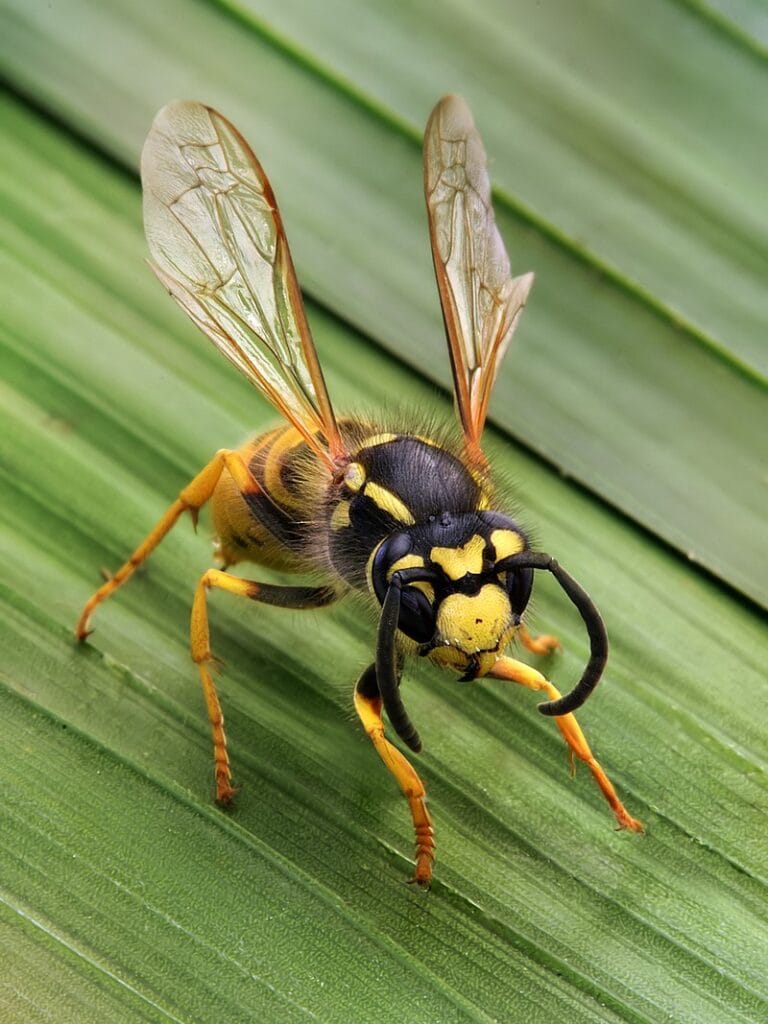 σφηκα/σφιγγα vespula germanica, απεντόμωση σφήκες