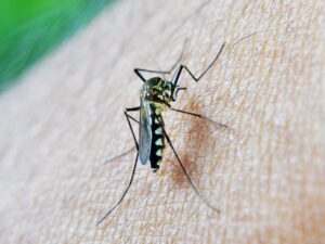 απεντόμωησ ασιατικό κουνούπι τίγρης aedes albopictus