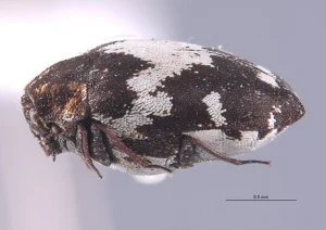 Anthrenus sophonisba Lateral, σκαθαρι χαλιων αντιμετωπιση