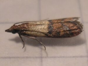 απεντόμωση σκόρου τροφίμων