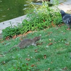 μυοκτονία και τεράστιος αρουραίος σε εξωτερικό χώρο στο χορτάρι ημέρα