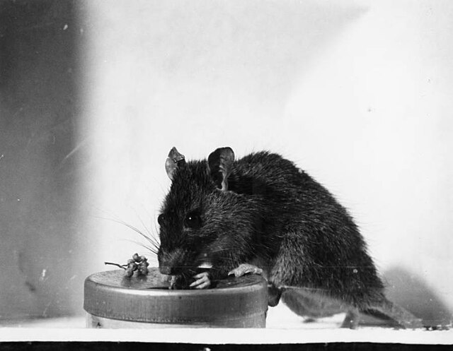 πως γίνεται η μυοκτονία , μυοκτονία, αρουραίος που τρώει, μυοτονία πως γινεται σε αθήνα και αττική