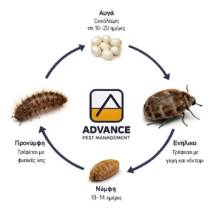 απεντόμωση σκαθαριών χαλιών, σκαθαρι χαλιων αντιμετώπιση