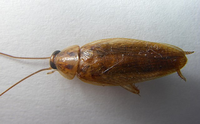 απολυμανση για κατσαριδες, γερμανικη κατσαριδα, κατσαριδα κουζινας, blatella germanica