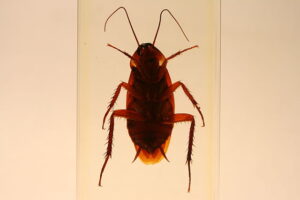 απολύμανση για κατσαρίδες periplaneta americana