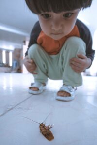 απολύμανση για κατσαρίδες απεντόμωση κατσαριδες