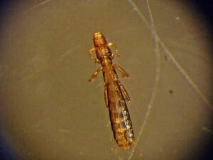 Columbicola columbae, ψείρες περιστεριών