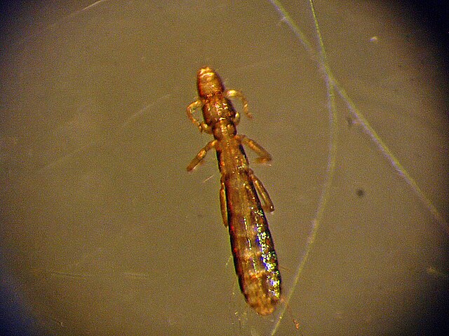 ψείρες περιστεριών, Columbicola columbae