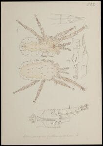 κοκκινό ακαρι των πτηνών (Dermanyssus gallinae, στα αγγλικά poultry red mite