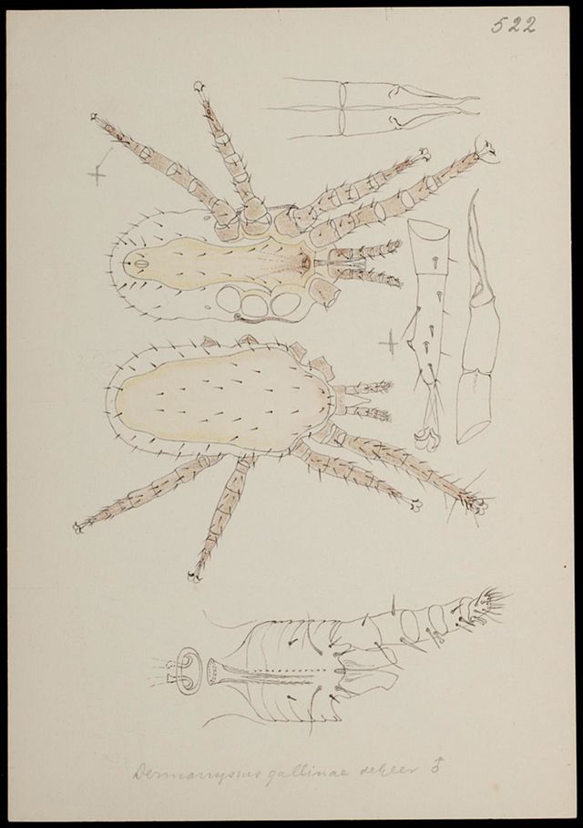 κοκκινό ακαρι των πτηνών (Dermanyssus gallinae, στα αγγλικά poultry red mite