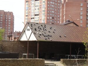 Απώθηση Απομάκρυνση Περιστεριών – Καθαρισμός, Απολύμανση και Τοποθέτηση Δικτύων 