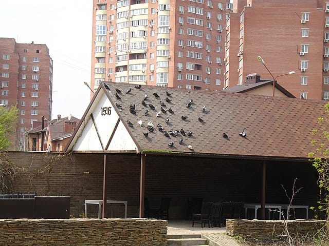 Απώθηση Απομάκρυνση Περιστεριών – Καθαρισμός, Απολύμανση και Τοποθέτηση Δικτύων