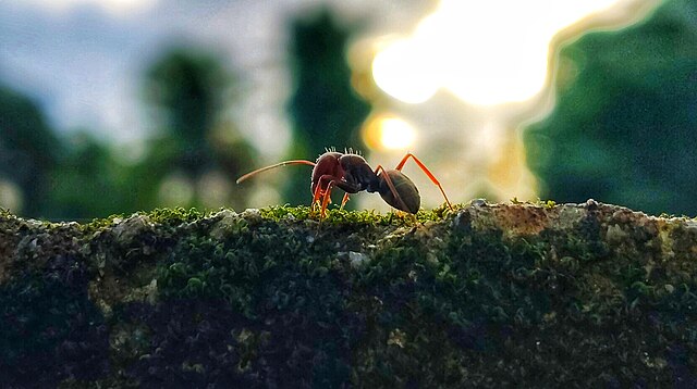 απεντόμωση για μυρμήγκια με gel