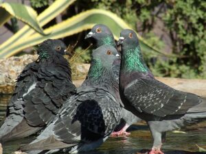 τι φοβούνται τα περιστέρια