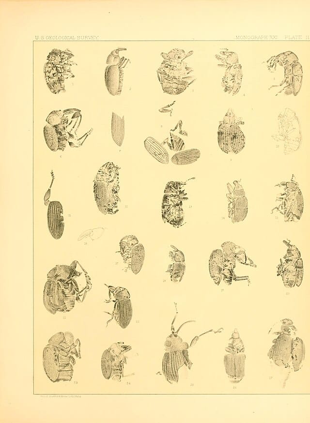 ψείρες τροφίμων