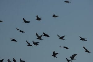 απώθηση περιστεριών Βριλήσσια