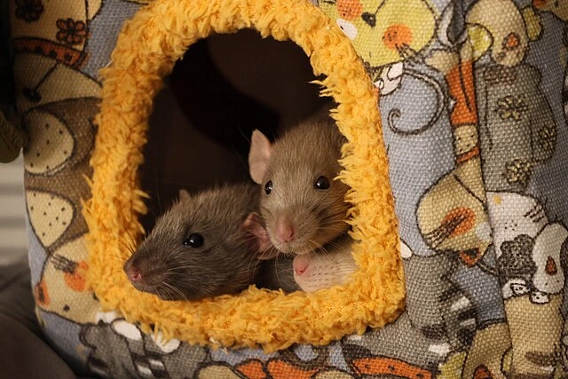 τι φοβούνται τα ποντίκια;