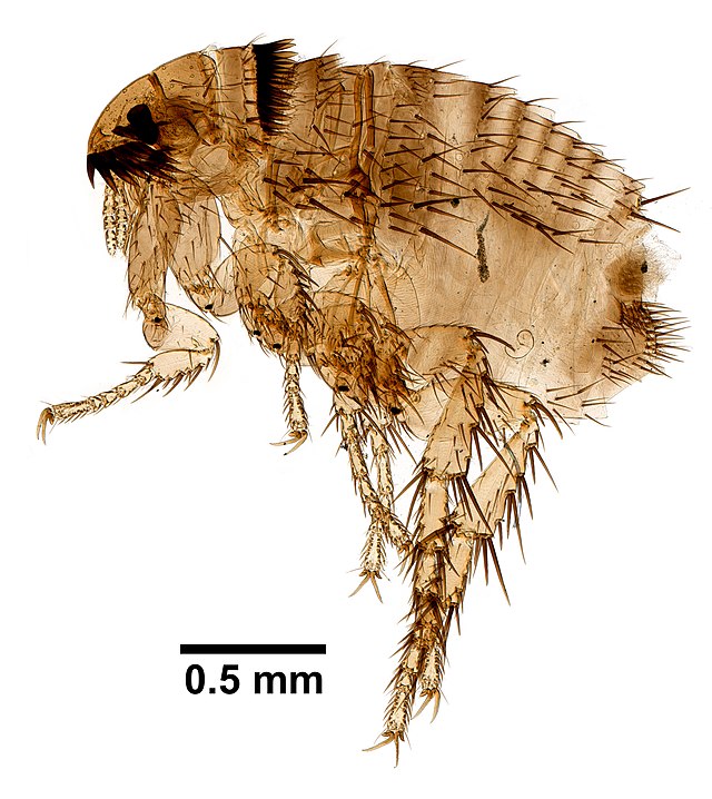 απεντόμωση ψύλλων