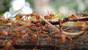 απεντόμωση μυρμηγκιών
