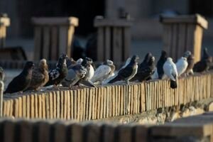 απομάκρυνση περιστεριών στο μαρούσι αττική, απώθηση περιστεριών στο μαρούσι αττική