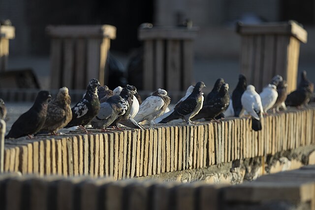 απομάκρυνση περιστεριών στο μαρούσι αττική, απώθηση περιστεριών στο μαρούσι αττική